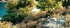 Plants: image 18 0f 33 thumb