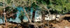 Plants: image 20 0f 33 thumb
